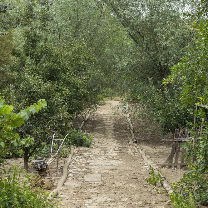 Viktória Balogh: GARDEN